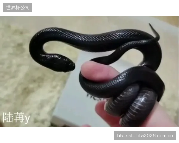墨西哥队的中场绞杀能力是其战术基础，但高消耗打法面临严峻考验。